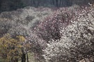 01 秩父ミューズパークの梅園が７分咲きと見頃になってきました。Canon EOS 5D Mark II
Canon EF300mm F4