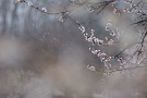 02 満開の梅園に深々と雪が舞い降ります。Panasonic LUMIX GX7
Tokina AT-X 90mmマクロF2.5