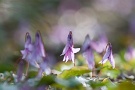01 秩父ではカタクリの花が見頃です。朝露の中、カタクリが目覚めます。Canon EOS 5D Mark II
Canon EF300mm F4