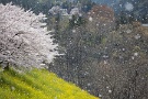 01 雪のように舞う花吹雪。呆然としてしばし見とれてしまいました。Canon EOS 5D Mark II
Canon EF70〜200mm F4