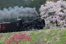 07 SLも満開の桜の下を駆け抜けて行きました。Canon EOS 5D Mark II
Canon EF70〜200mm F4
