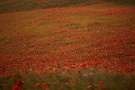 01 そろそろ秩父高原牧場のポピーも満開のようです。でも私はもうしばらくは写真が撮れそうにないので、以前撮影した夕陽に輝くポピー畑をお楽しみください。Canon EOS 5D Mark II
Canon EF70〜200mm F4