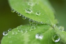 01 今日は台風10号の接近に伴って、朝から落ち着かない天気でした。午前中、雨が小降りになったので雨に濡れた葉っぱをマクロで接写してみました。Panasonic LUMIX GX7
Tokina AT-X 90mmマクロF2.5