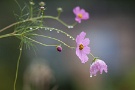 02 野では雨に濡れた秋の花がしっとりと、静かに佇んでいます。Canon EOS 5D Mark II
Canon EF300mm F4