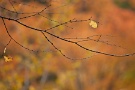 01 秩父ミューズパークの紅葉が見頃です。Canon EOS 5D Mark II
Canon EF300mm F4