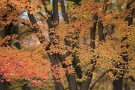 01 秩父の里はカエデの紅葉が見頃となりました。Canon EOS 5D Mark II
Canon EF300mm F4