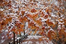 03 秩父ミューズパークの紅葉も雪化粧。Canon EOS 5D Mark II
Canon EF24〜105mm F4