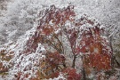 05 紅葉と雪のコラボレーション。圧巻です。Canon EOS 5D Mark II
Canon EF24〜105mm F4