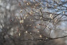 01 まだまだ渡る風は冷たいものの、光は確実に春に近づいています。今日はSONY α7IIにTokina AT-X 90mmマクロF2.5をつけて、秩父ミューズパークに行ってみました。梅園はまだ１分咲きにもなっていませんが、早咲きの梅に春の雰囲気を感じられます。