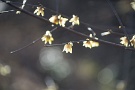 02 蠟梅は盛りです。まさに光の春です。