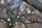 03 望遠レンズをつけていない時に限り野鳥がやってきます^^;　梅を撮影していると小鳥の中で一番可愛い(と思う)ジョウビタキ♀がやってきました。とりあえずTokina AT-X 90mmマクロF2.5で撮影。ほぼ等倍にトリミングしました。