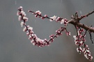 01 未明からの雪も朝にはみぞれに変わり、日中は雨の寒い一日でした。咲き始めた庭のあんずも凍えていました。SONY α7II　Tokina AT-X400mmF5.6SD