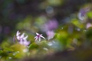 04 今年は寒さのせいか、やや花芽も少ないようです。Canon EOS 5D Mark II
Canon EF300mm F4