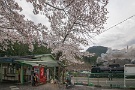05 花散里の心は桜の花が咲いたからと言って心惑わされるのではなく、常に花が散った後の平常心だったのでしょう。私もそうありたいものです。SONY α7II　SIGMA12〜24mm F4.5-5.6 II