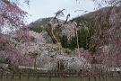 03 清雲寺の枝垂桜です。樹齢六百年の古木も周りの若樹の中に埋もれ、以前の威容はすっかり影を潜めてしまいました。見るとなんだか悲しくなり、自然と足も遠のいてしまいました。Panasonic LUMIX GX7
Panasonic G VARIO HD 14-140mm F4-5.8