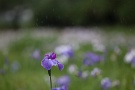 05 やはり花菖蒲には雨が似合います(^ ^)　Canon EOS 5D Mark II　
Canon EF300mm F4