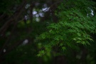 07 もうすぐニイニイゼミも鳴き出しそうです。SONY α7II　
Canon EF70〜200mm F4