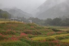 01 今日は台風と秋雨前線の影響で雨の一日でした。秩父郡横瀬町・寺坂の棚田では曼珠沙華が見頃となってきました。Canon EOS 5D Mark II　
Canon EF24〜105mm F4