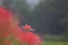 02 雨の曼珠沙華は水滴を纏い、一際その美しさを増します。Canon EOS 5D Mark II　
Canon EF300mm F4　
