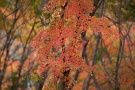 01 秩父ミューズパークはイチョウは散ってしまいましたが、紅葉が見頃です。Canon EOS 5D Mark II　Canon EF70〜200mm F4