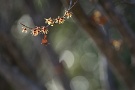 05 マンサクの花も真っ先に春を告げます。SONY α7II　Canon EF300mm F4