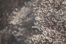 01 秩父の里にも春の女神「佐保姫」がやっと訪れたようです。秩父ミューズパークの梅園もやっと３分咲きほどになりました。Canon EOS 5D Mark II　Canon EF300mm F4