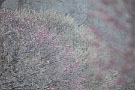 02 でも、秩父では梅に雪がかかるのはそう珍しいことではありません。Canon EOS 5D Mark II　Canon EF300mm F4