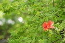 03 森ではヤマツツジの朱が若緑に映えます。Panasonic LUMIX GX7　Panasonic G VARIO HD 14-140mm F4-5.8