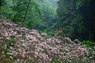 01 秩父ミューズパークのシャクナゲ園が見ごろ終盤です。Canon EOS 5D Mark II　Canon EF70〜200mm F4