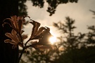 03 夏水仙は夏と秋の架け橋のように、この季節に束の間咲き誇ります。Panasonic LUMIX GX7　Panasonic G VARIO HD 14-140mm