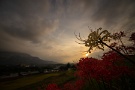 04 秋の夕空に映える曼珠沙華、郷愁を誘います。Sony α7Ⅱ　SIGMA12〜24mm