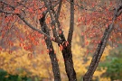 02 桜の紅葉はほとんど終わり際… Canon EOS 5D Mark II　Canon EF300mmF4