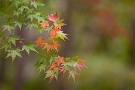 07 モミジはまだ緑の葉も多いですが…  Canon EOS 5D Mark II　Canon EF300mmF4