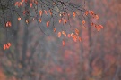 04 わずかに残った桜の紅葉が寂しさを募らせます。Canon EOS 5D Mark II　Canon EF300mmF4