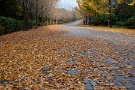 06 道は落ち葉の絨毯で覆われました。Canon EOS 5D Mark II　Canon EF24〜105mmF4
