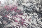 01 季節は梅から桜へと移りゆきます。Canon EOS 5D Mark IV　Canon EF300mmF4