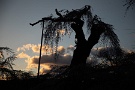 08 樹齢600年の桜です。だいぶ弱ってきてしまいました。以前の美しい姿を知っているだけに遣る瀬無い気持ちになります。夜景も撮影しましたので後日掲載します。Canon EOS 5D Mark IV　Canon EF24〜105mmF4