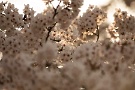 04 午後になりだんだん晴れてきました。夕日に輝く桜がお気に入りです。Canon EOS 5D Mark IV　Canon EF300mmF4