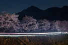01 昨日撮影した夜桜です。シルエットの武甲山をバックに自動車のヘッドライトで照らされた桜が浮かび上がります。Canon EOS 5D Mark II　SIGMA 24~60mmF2.8 EX DG