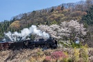 07 最後に花里を駆け抜けるSLです。昨日白久駅付近で撮影したものですが、山の芽吹きも始まりました。Canon EOS 5D Mark IV　Canon EF70〜200mmF4