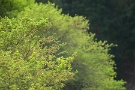 09 こちらは紅葉の新緑です。Sony α7Ⅱ　Canon EF300mmF4