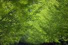 01 ここ数日、風の強い日が続いています。目に眩しい青葉とともに青嵐の季節です。Canon EOS 5D Mark IV　Canon EF300mmF4