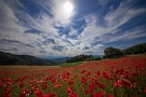 01 今日は何年かぶりに秩父高原牧場の天空のポピー畑に行ってみました。Canon EOS 5D Mark IV　SIGMA 12-24mm F4.5-5.6 II DG HSM