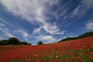 04 今日は殊の外空が綺麗で、いろいろな雲が楽しめました。満開のポピーと雲の競演です。Canon EOS 5D Mark IV　SIGMA 12-24mm F4.5-5.6 II DG HSM