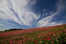 07 ポピー畑下部のエリアは以前は真っ赤でしたが、今年は遅咲きエリアでピンク、白系が植えられ、以前と雰囲気が変わっていました。それにしても今日は雲が素晴らしかったです。Canon EOS 5D Mark IV　SIGMA 12-24mm F4.5-5.6 II DG HSM