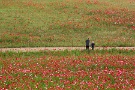 09 なんとなく心温まるポピー畑の一コマでした。Canon EOS 5D Mark IV　Canon EF24〜105mmF4