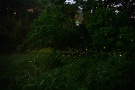 03 話を聞くと皆さん遠くから来ているようです。仕事帰りにふらっと来ているのは私くらい…^^; 秩父のヒメボタルが光りだすのは午後11時頃ですから、皆さんが帰宅するのは朝でしょうか。ホタルマニアの皆さんも大変です。Canon EOS 5D Mark IV　SIGMA 24-60mm F2.8 EX DG