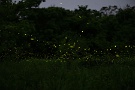 03 この日は昼間は32.9℃まで気温が上がり、真夏の暑さでした。こんな日はさぞホタルもよく飛ぶだろうと思いきや、午後11時を過ぎてもなかなか飛びません… Canon EOS 5D Mark IV　SIGMA 70-200f2.8 APO DG
