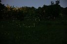 04 午前1時過ぎに帰路につきましたが、ホタルを堪能できた夜でした。Canon EOS 5D Mark IV　SIGMA 70-200f2.8 APO DG