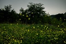 02 今週前半は雨だったり寒かったりとほとんどホタルも飛びませんでしたが、後半晴れて暖かくなり一気に飛び出しました。この草原も100頭ほど乱舞していました。Canon EOS 5D Mark IV　SIGMA 70-200f2.8 APO DG